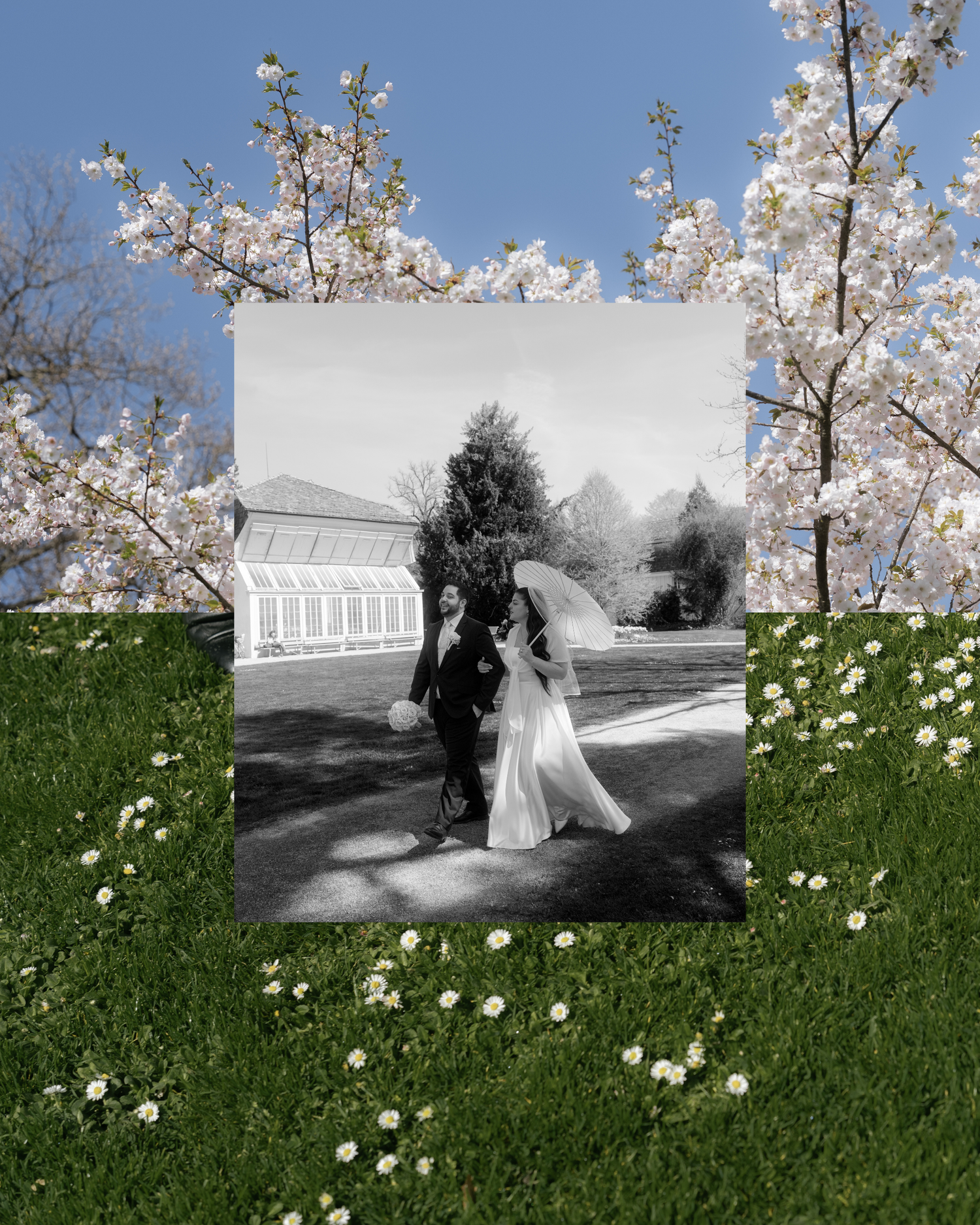 Black and white photo of a bride and groom walking outdoors, framed by blooming cherry blossom trees and daisy-covered grass.