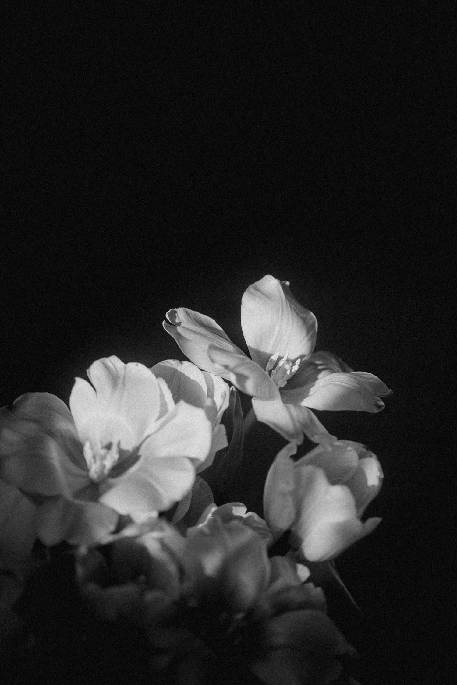 Black and white photograph of delicate white flowers with petals glowing against a dark background in dramatic lighting.