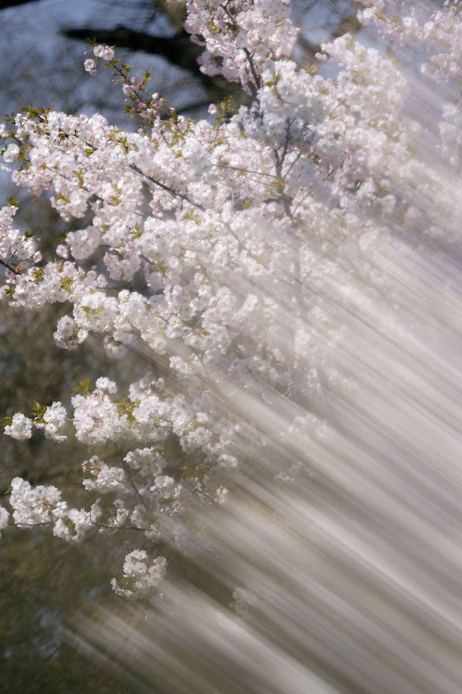 White cherry blossoms on tree branches with a dreamy motion blur effect creating soft light streaks in spring.