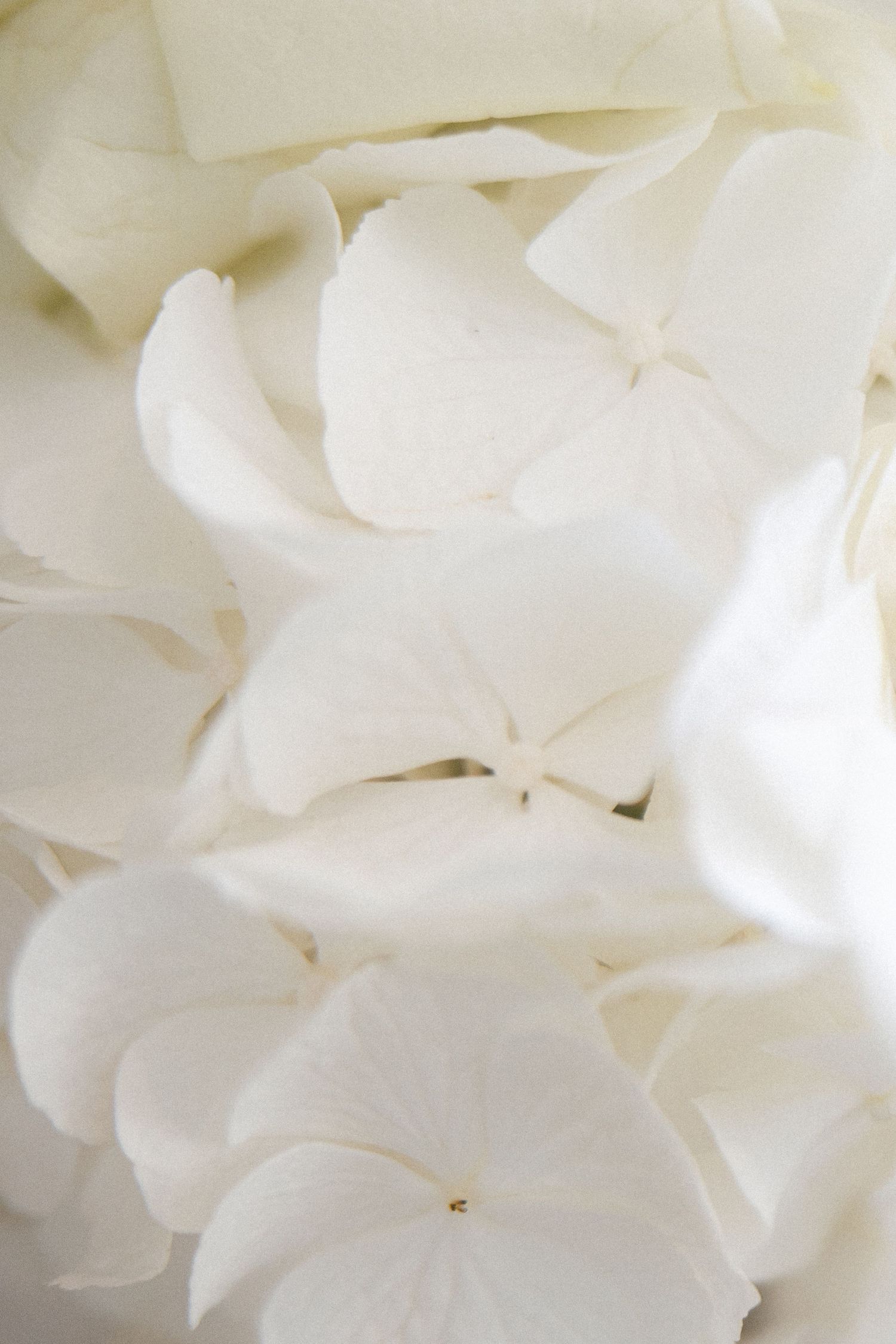 Close-up macro shot of delicate white hydrangea petals with soft focus texture.