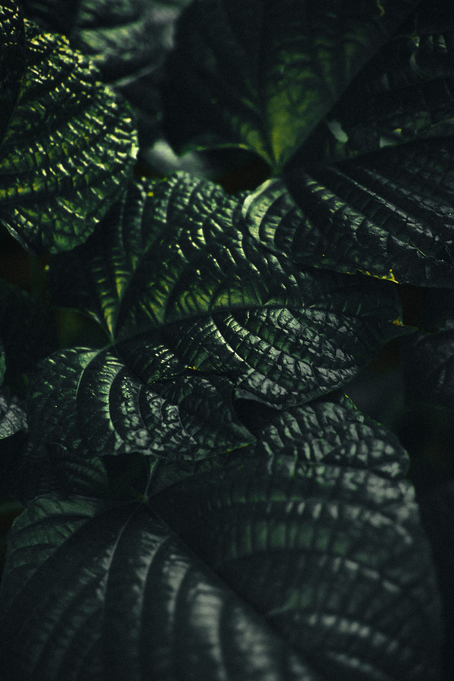 textured picture of leaves