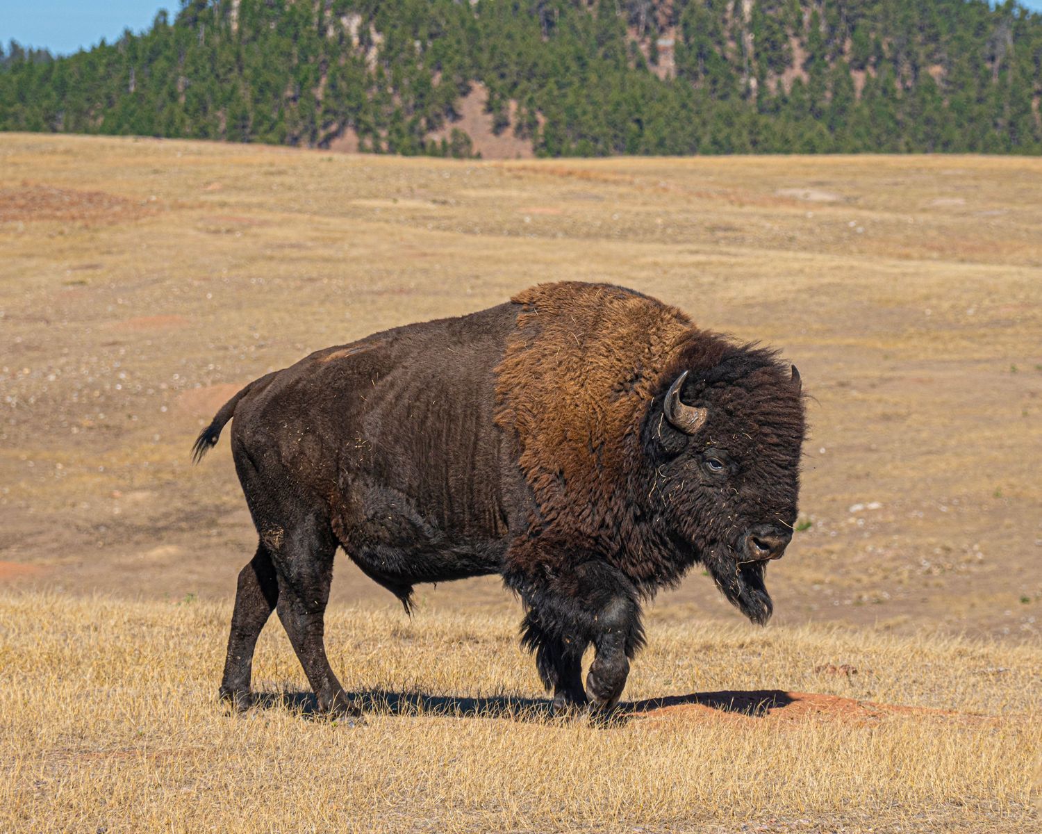 A large American bison stands in golden grasslands with pine-covered hills in the background.