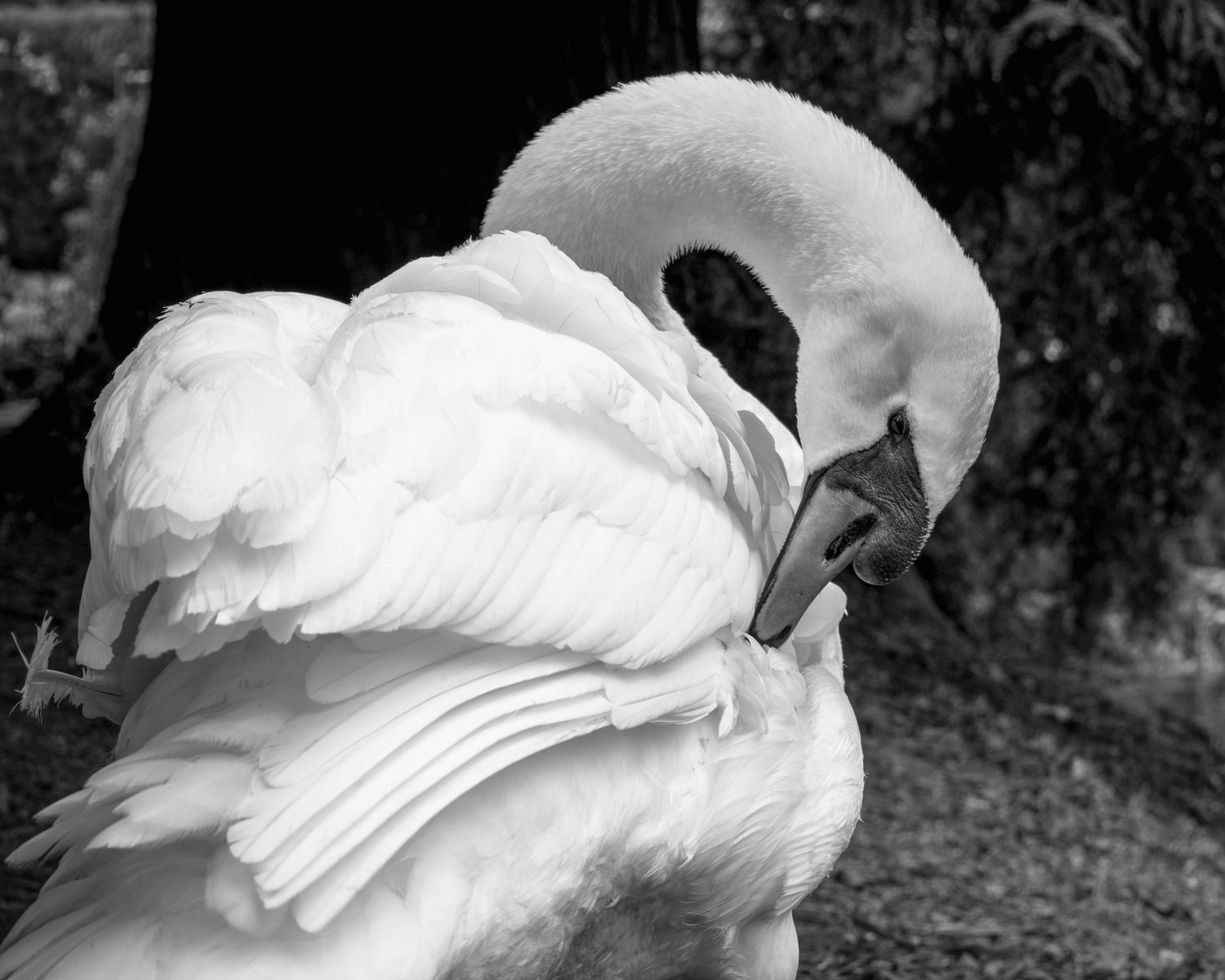 Black and white photo of a white swan preening its feathers, with its graceful neck curved downward.