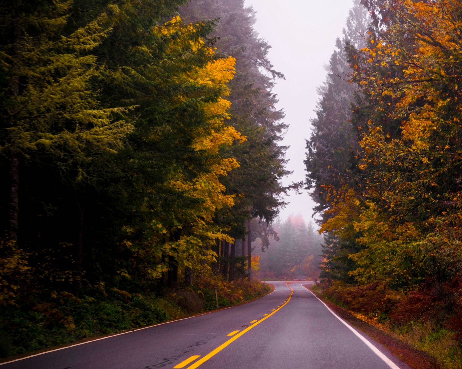 A misty autumn road winds through a dense forest with vibrant yellow and green foliage under an overcast sky.