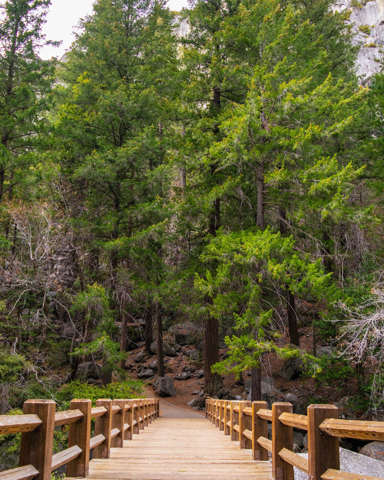 Wooden boardwalk trail leading through lush green pine forest with rocky terrain in a scenic nature park.
