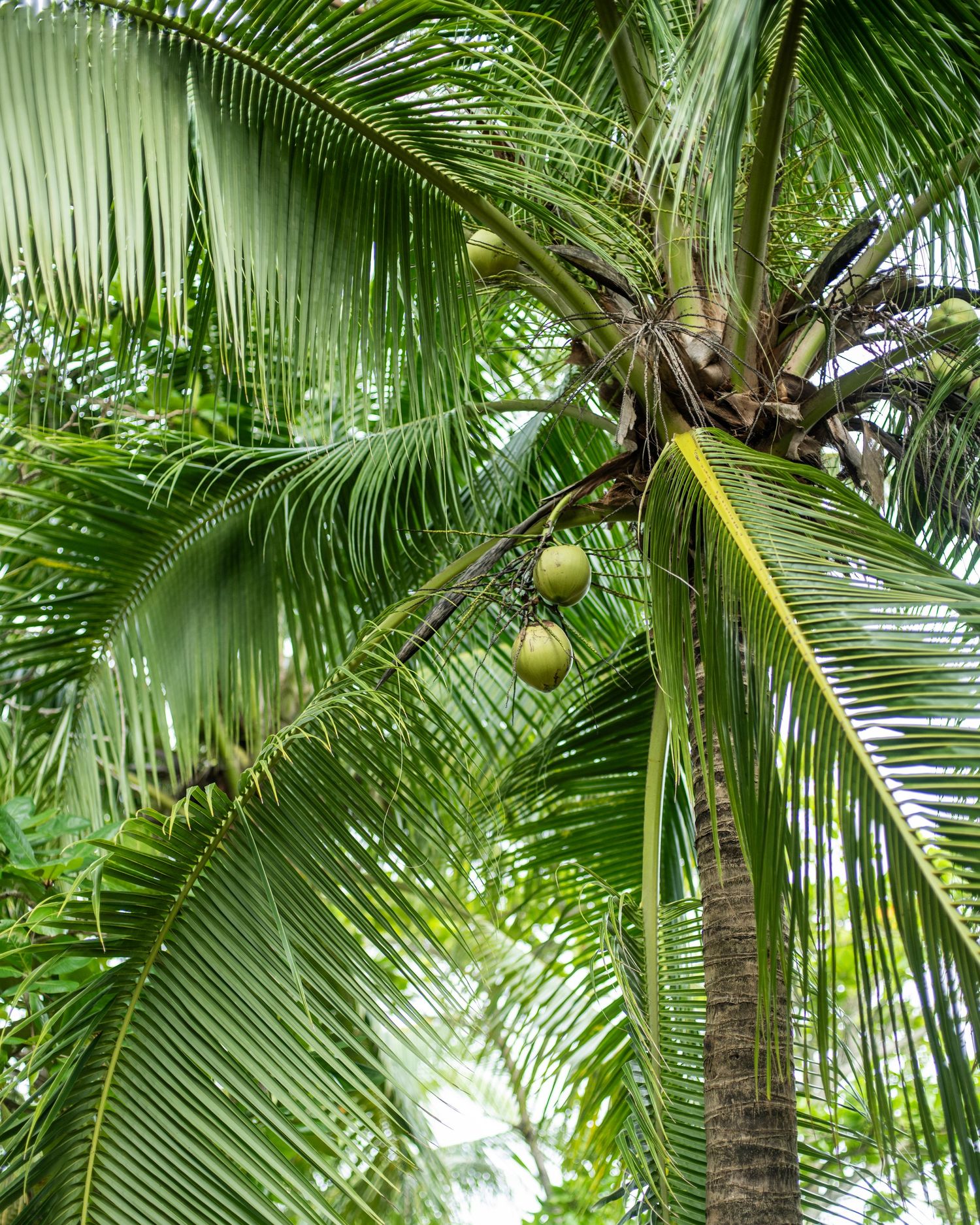 Green coconuts growing on a tall tropical palm tree with lush fronds in a tropical garden setting.
