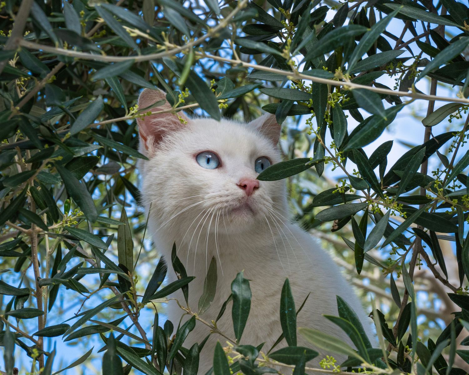 White cat with blue eyes perched in an olive tree, gazing upward through green leaves against a blue sky.
