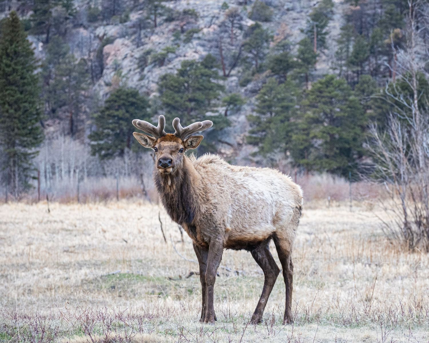 Young bull elk with velvet antlers stands in a frost-covered meadow with pine trees and rocky cliffs in background.