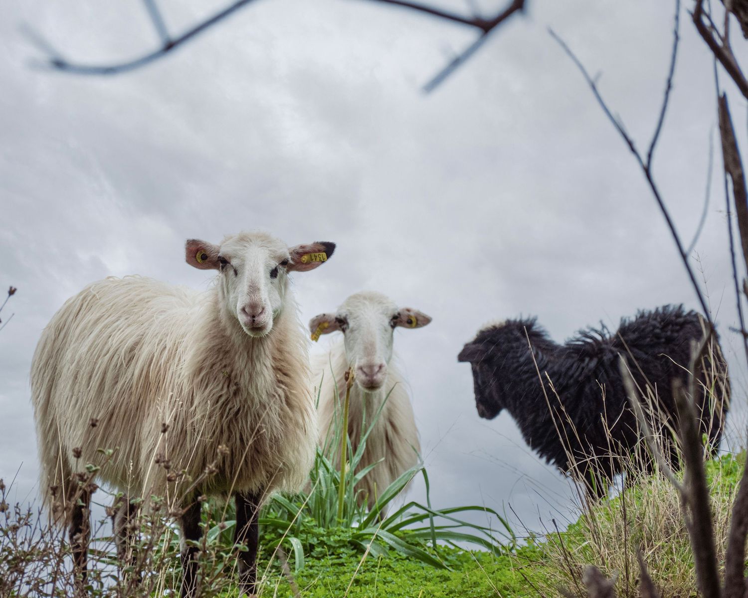 Two white sheep and one black sheep stand on a grassy hill under a cloudy sky, looking directly at the camera.