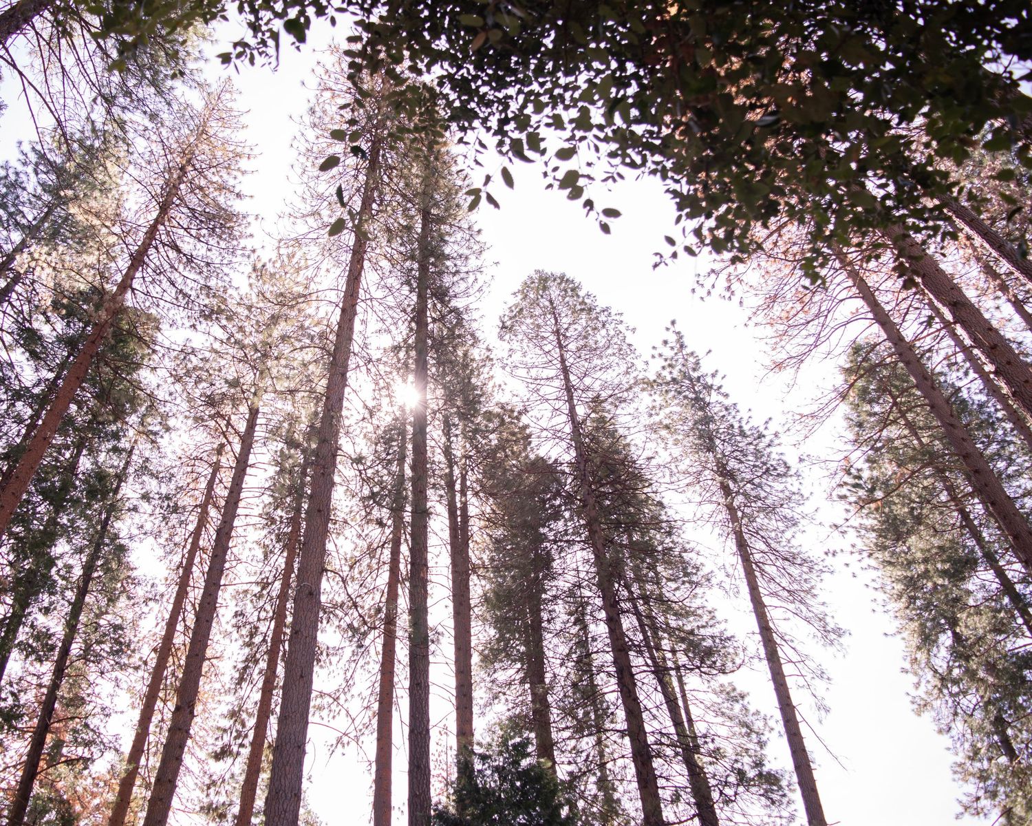 Tall pine trees viewed from below reaching toward bright sunlight in a dense forest canopy.
