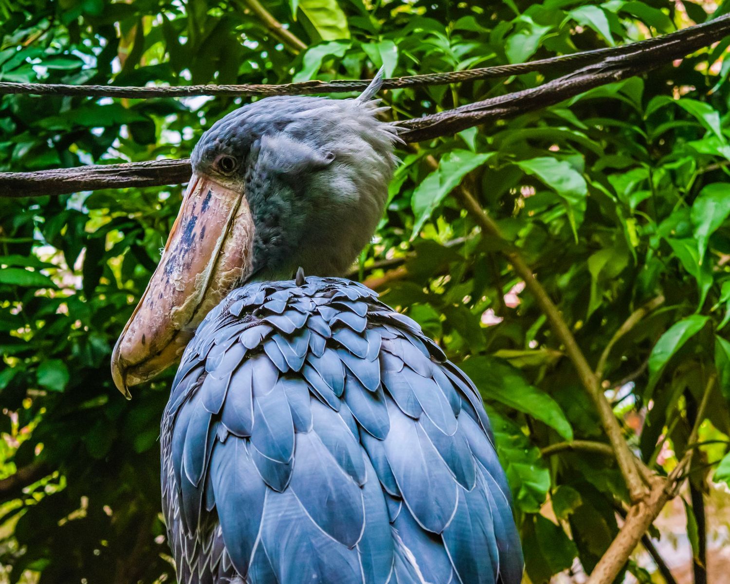 Close-up of a Shoebill stork with blue-gray plumage and large bill perched among green tropical leaves.