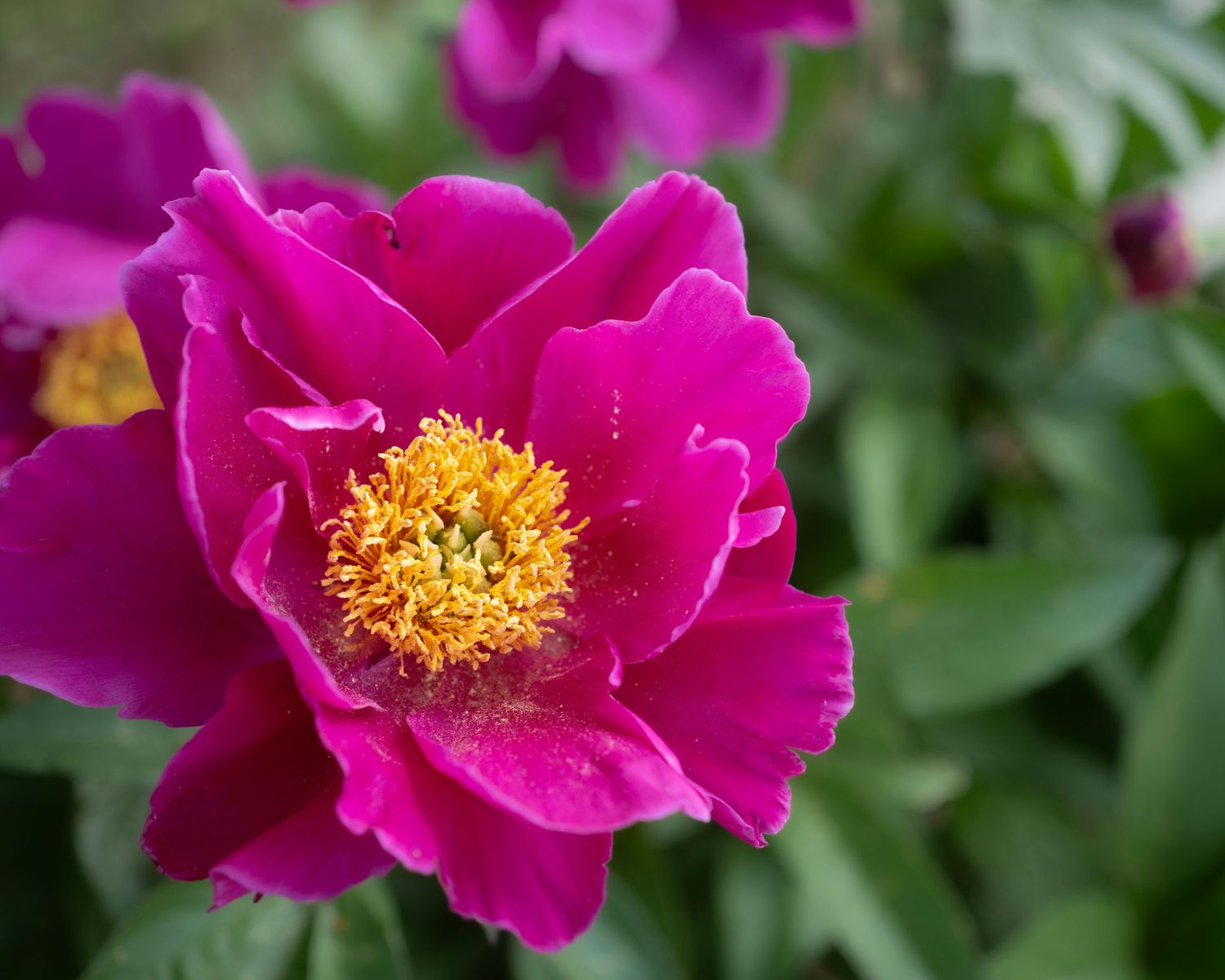 Vibrant magenta peony flower with golden yellow stamens blooming in a lush green garden.