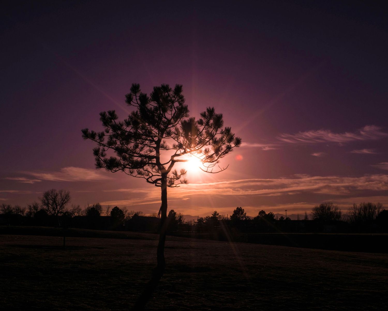 Silhouette of a lone pine tree against a vibrant purple and orange sunset sky over an open field.