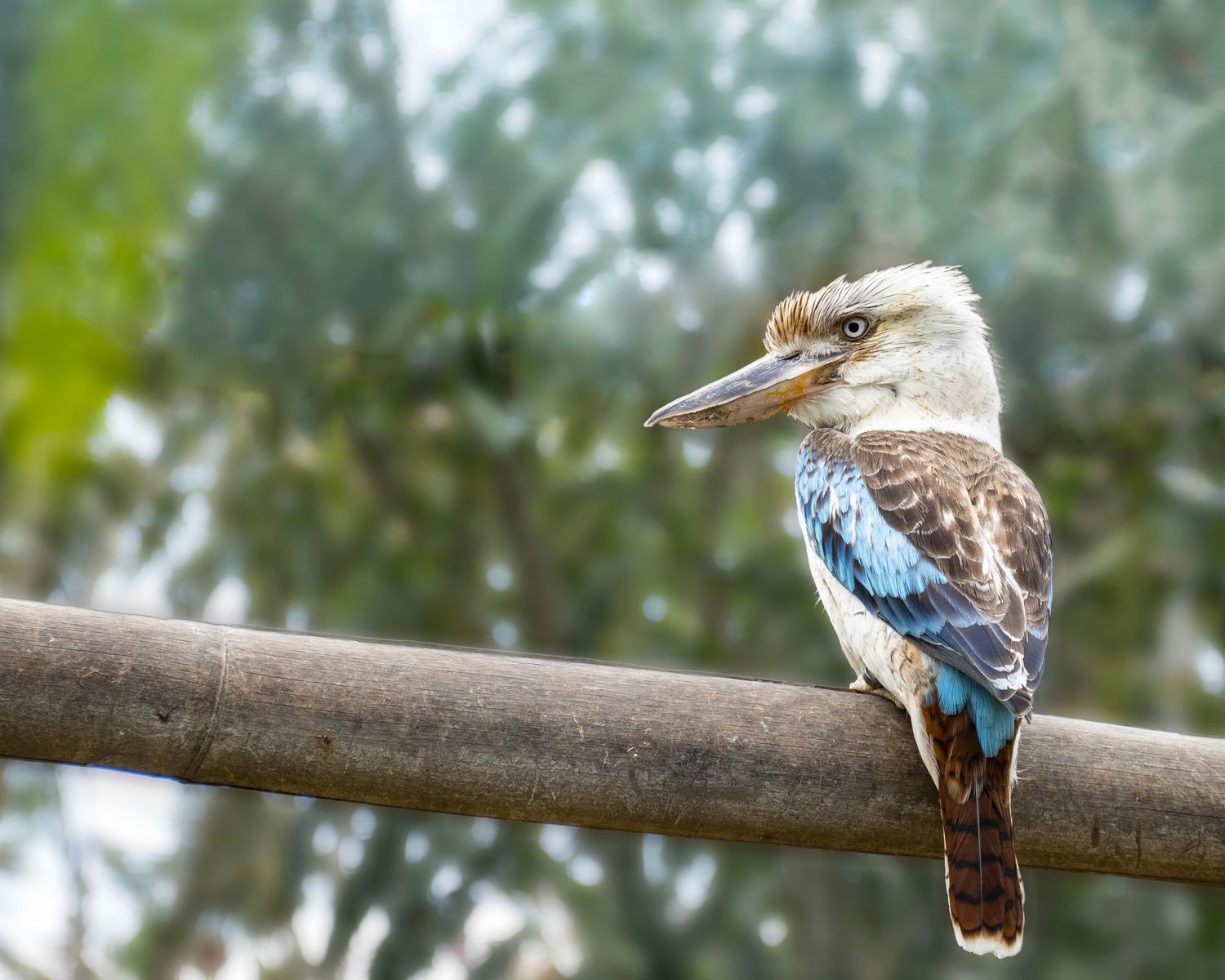 A colorful blue-winged kookaburra perched on a wooden rail with lush green trees in the background.