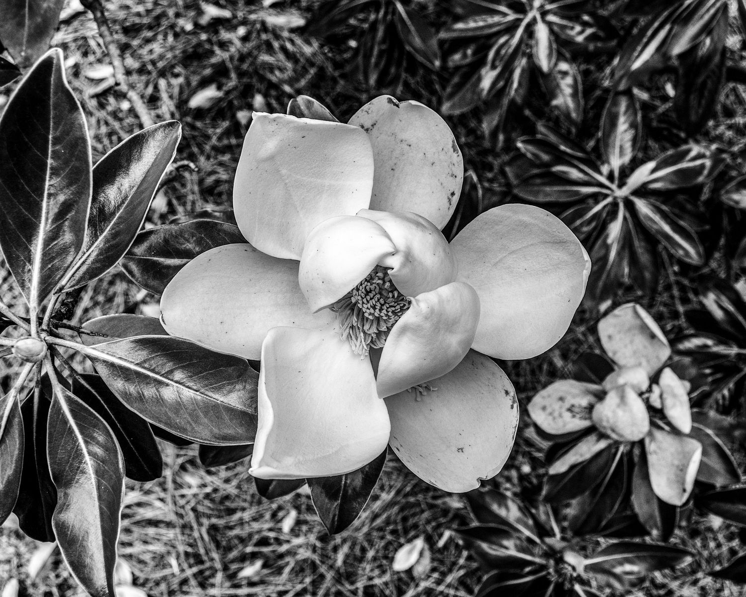 Black and white close-up photo of a blooming magnolia flower surrounded by lush green leaves.