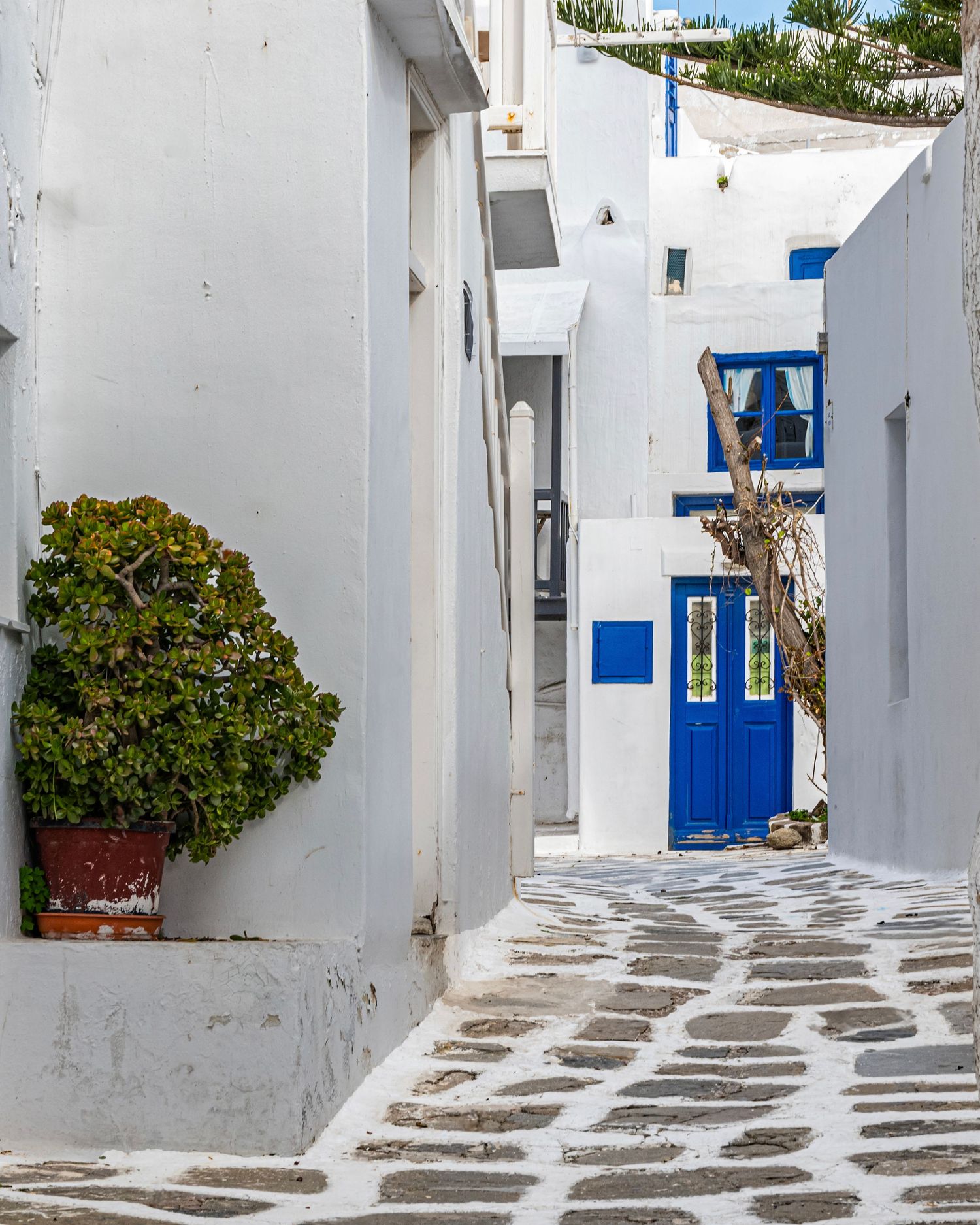 Narrow cobblestone alley in Mykonos, Greece, featuring whitewashed buildings with blue doors and a potted green shrub.