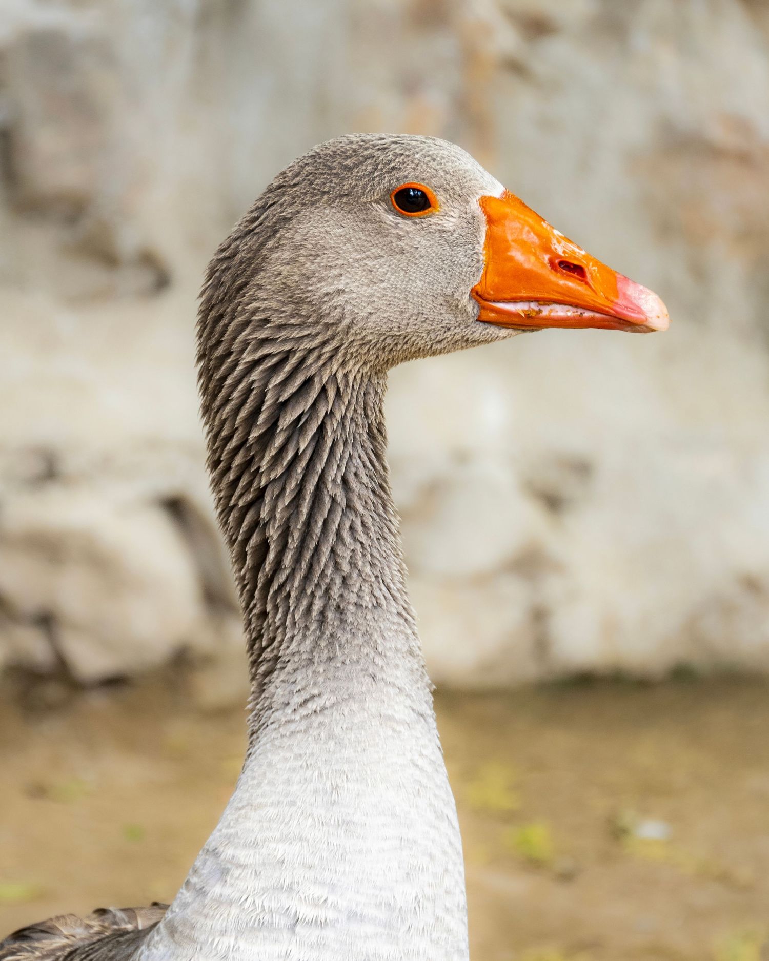 Close-up portrait of a gray goose with an orange beak, showcasing detailed feathers against a blurred rocky background.