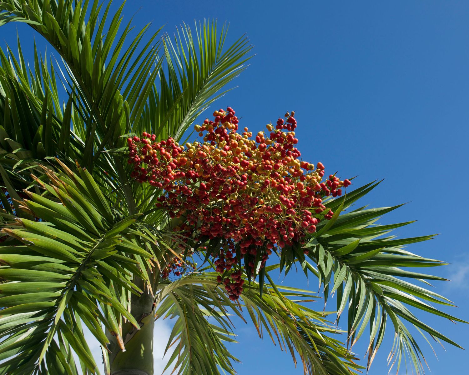 Red berries cluster atop a tropical palm tree against a vivid blue sky.