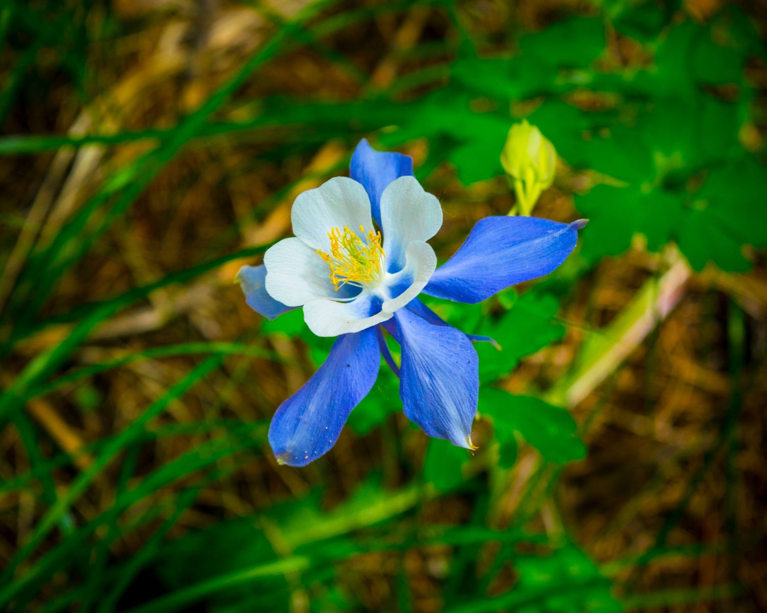 A vibrant blue and white columbine flower blooms among lush green foliage in a natural garden setting.