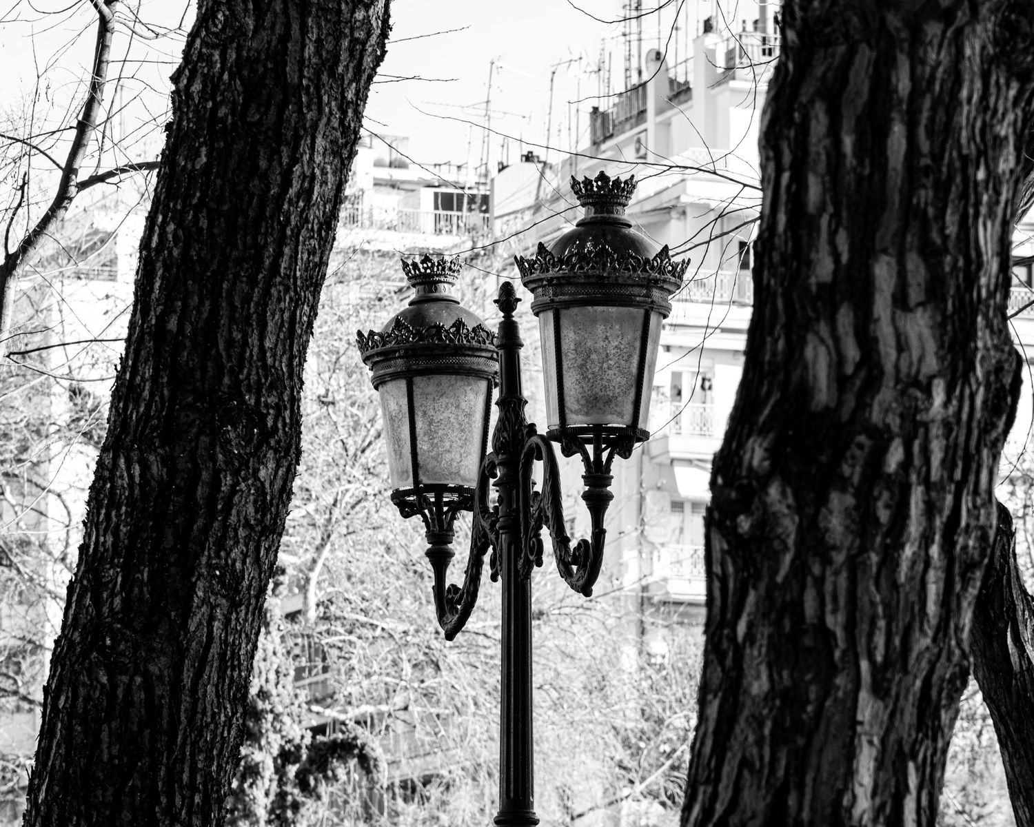 Black and white photo of ornate vintage street lamp between tree trunks in a park setting.