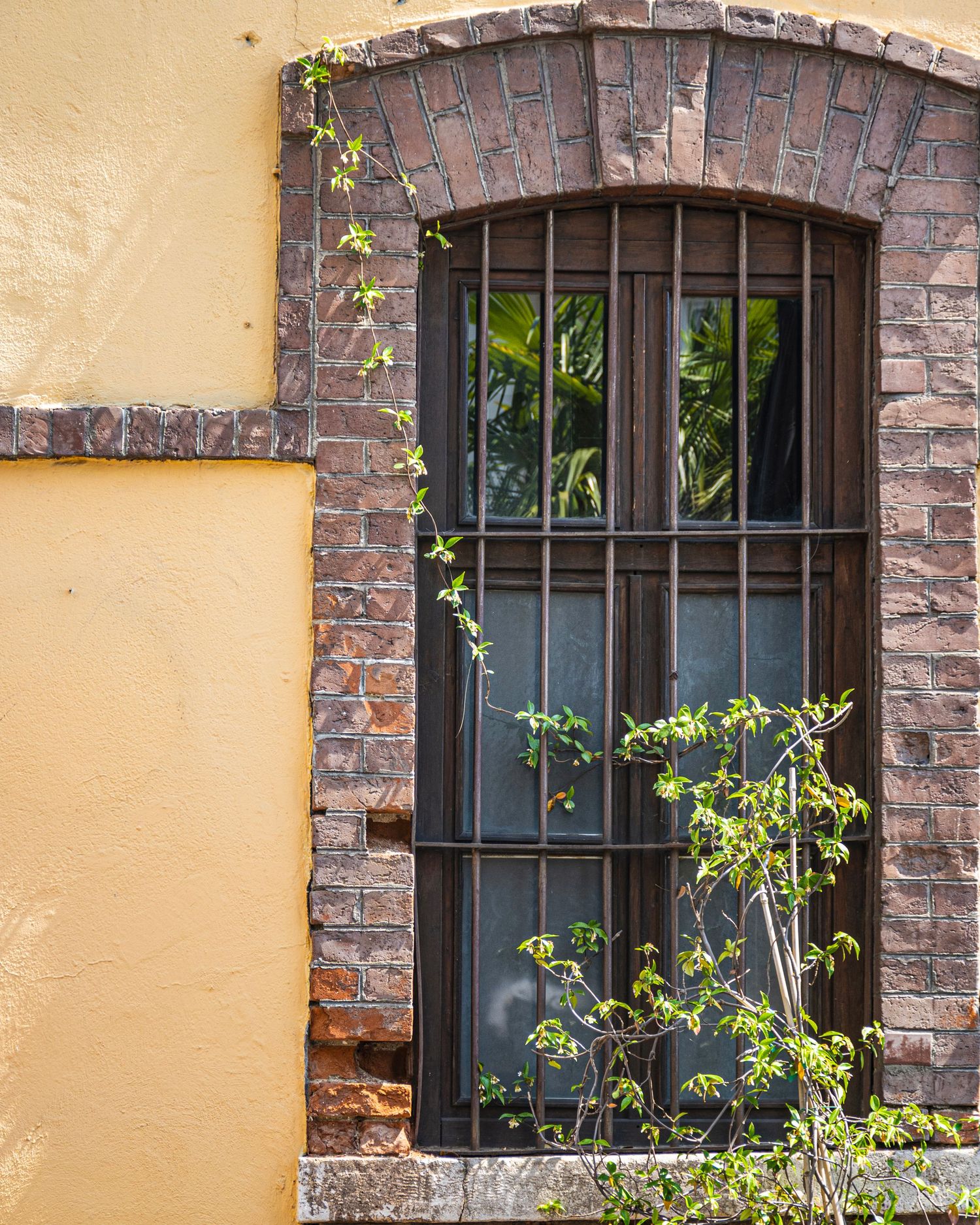 Arched brick window with iron bars and climbing green vines on a yellow and brick wall exterior.
