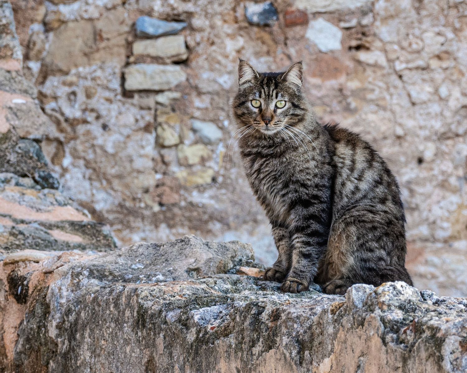A tabby cat sitting on a stone wall with a rustic rock background, gazing directly at the camera.