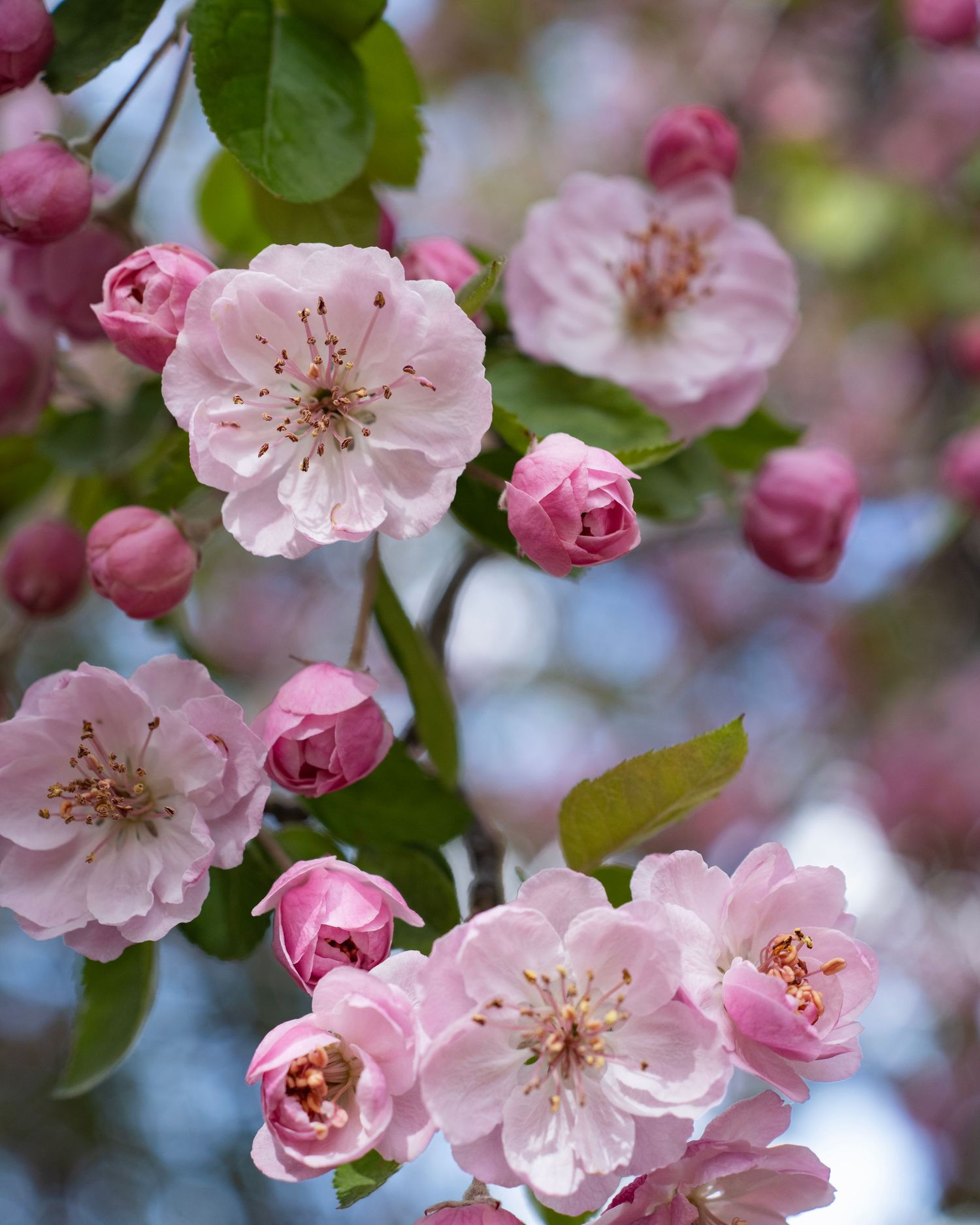 Pink cherry blossom flowers and buds blooming on tree branches in spring.