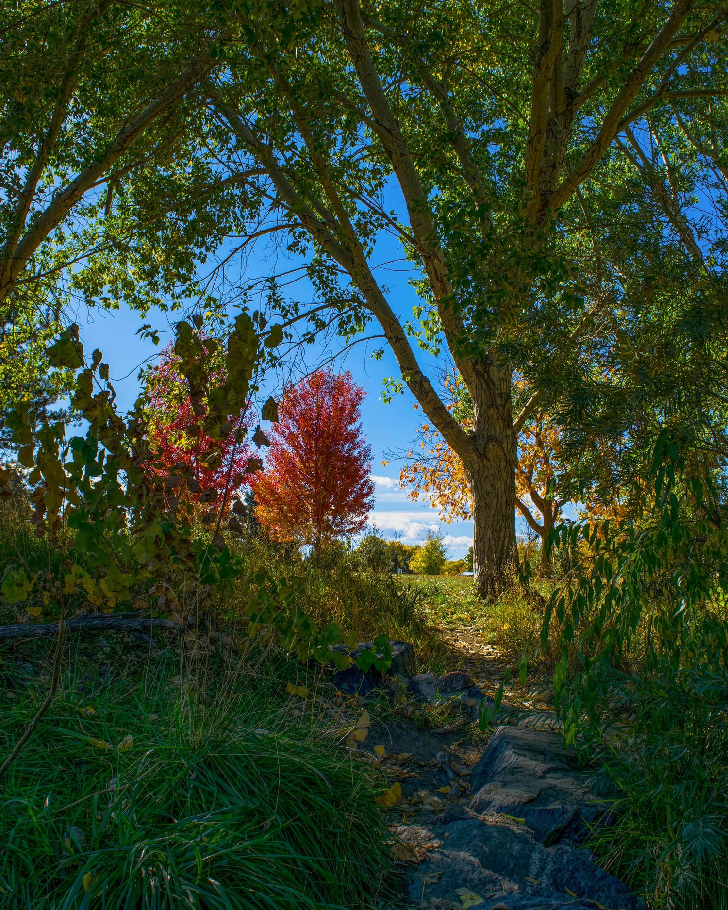 A scenic autumn forest path with vibrant red, yellow, and green trees under a bright blue sky.
