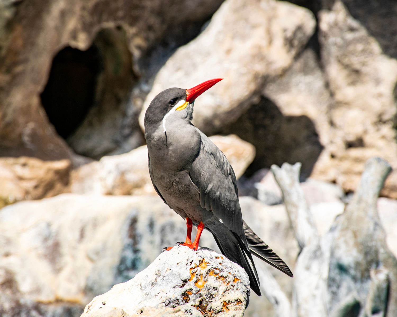 An Inca tern bird with red beak and feet perched on a rock with rocky background.
