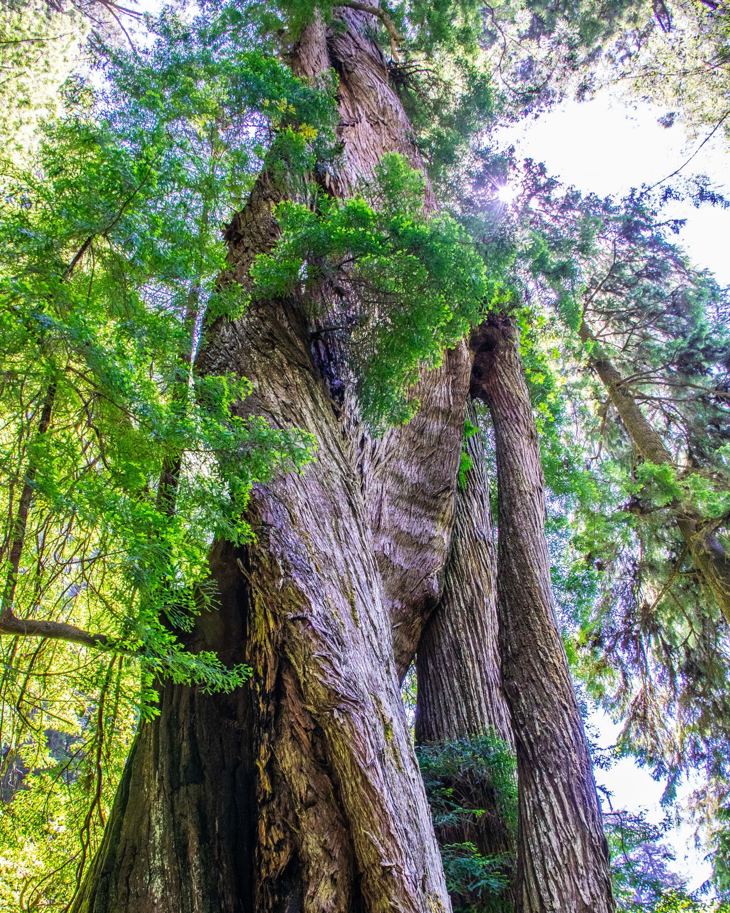 Towering ancient redwood trees with lush green ferns growing on bark, viewed from below in a dense forest.