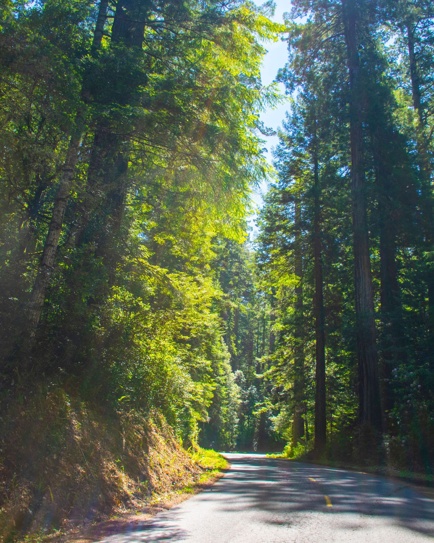 Sunlight filters through towering redwood trees along a narrow winding road in a lush green forest.