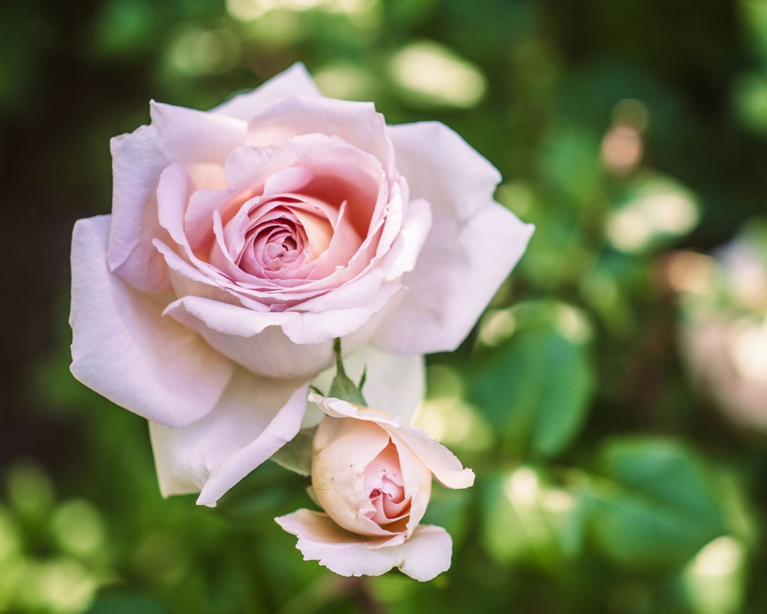 Soft pink rose in full bloom with a small bud beside it, set against a lush green garden background.