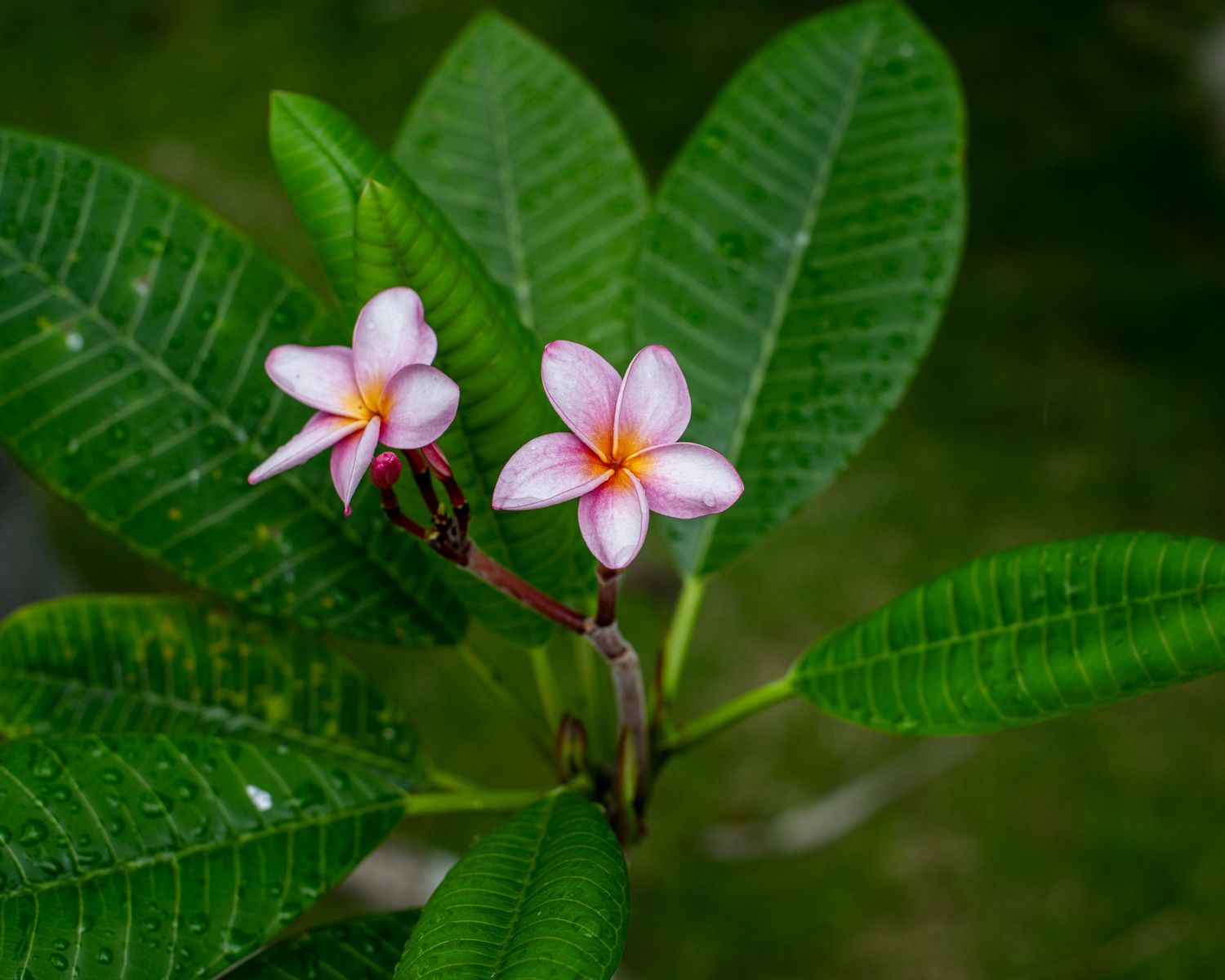 Two pink plumeria flowers bloom among lush green tropical leaves on a branch outdoors.