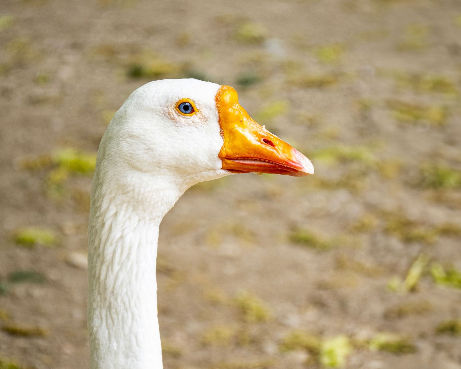 Close-up portrait of a white domestic goose with an orange beak and blue eye against a blurred earthy background.