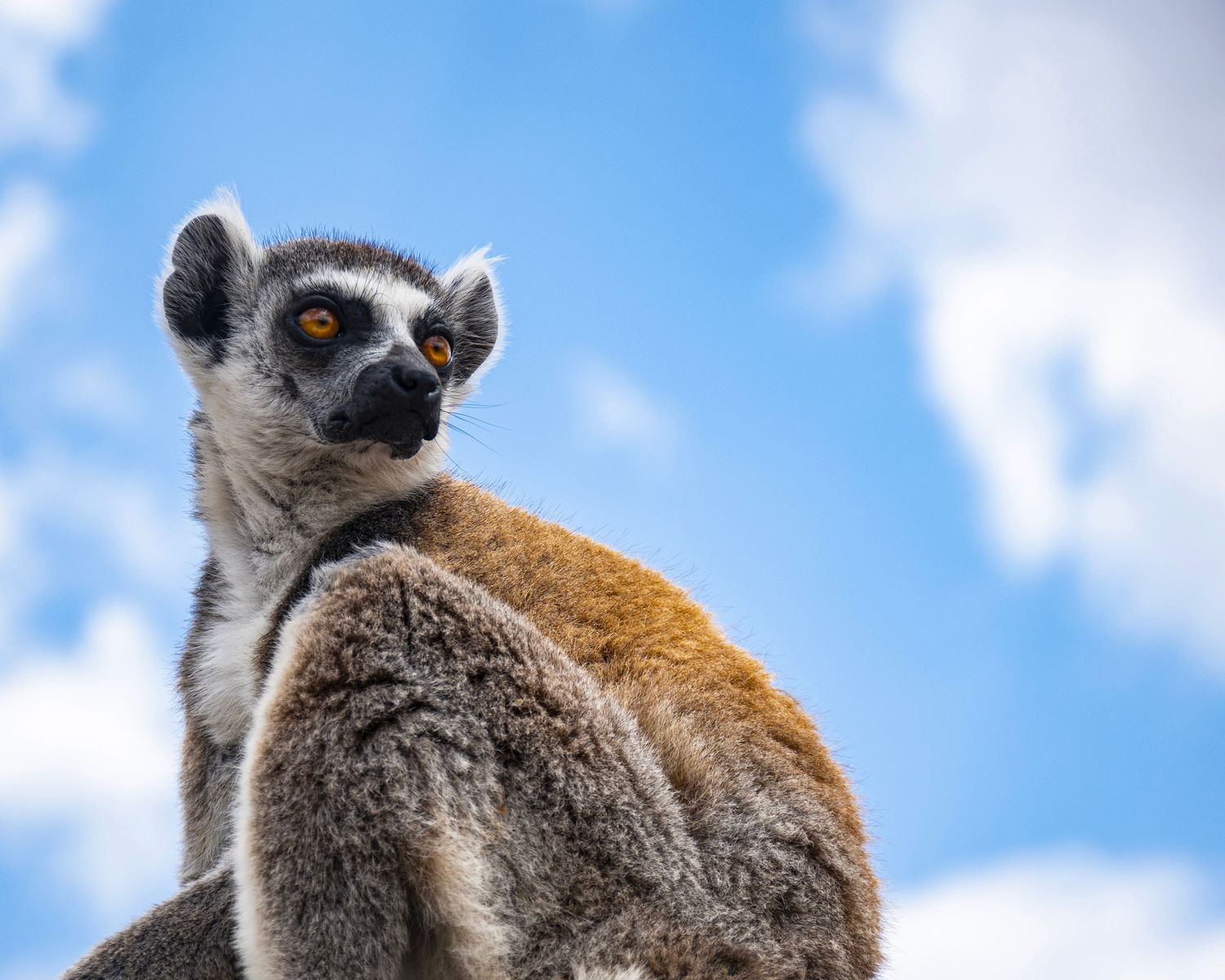 A ring-tailed lemur perches confidently against a bright blue sky with fluffy white clouds in the background.