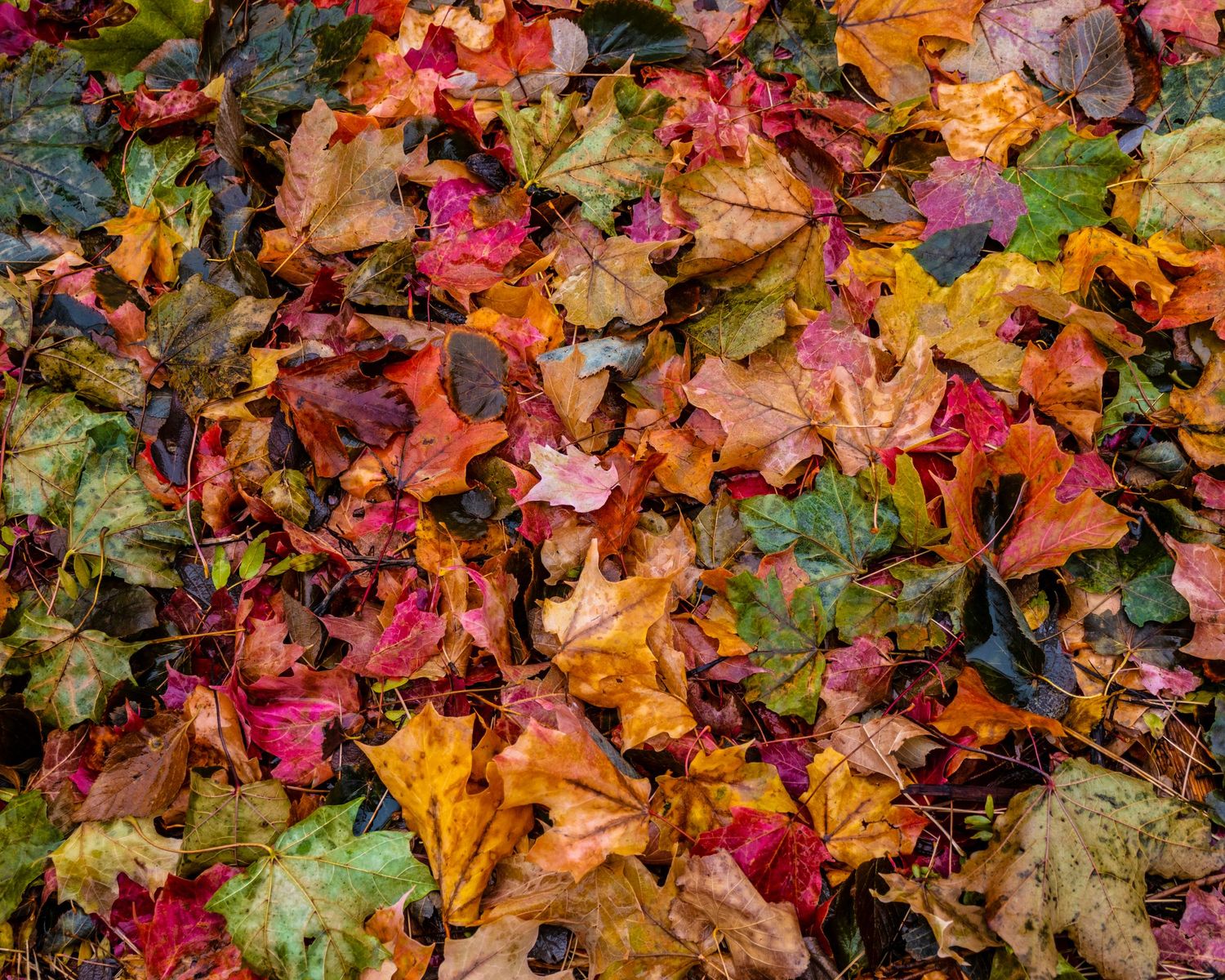Colorful autumn fallen leaves in shades of red, orange, yellow, and green covering the ground in fall season.