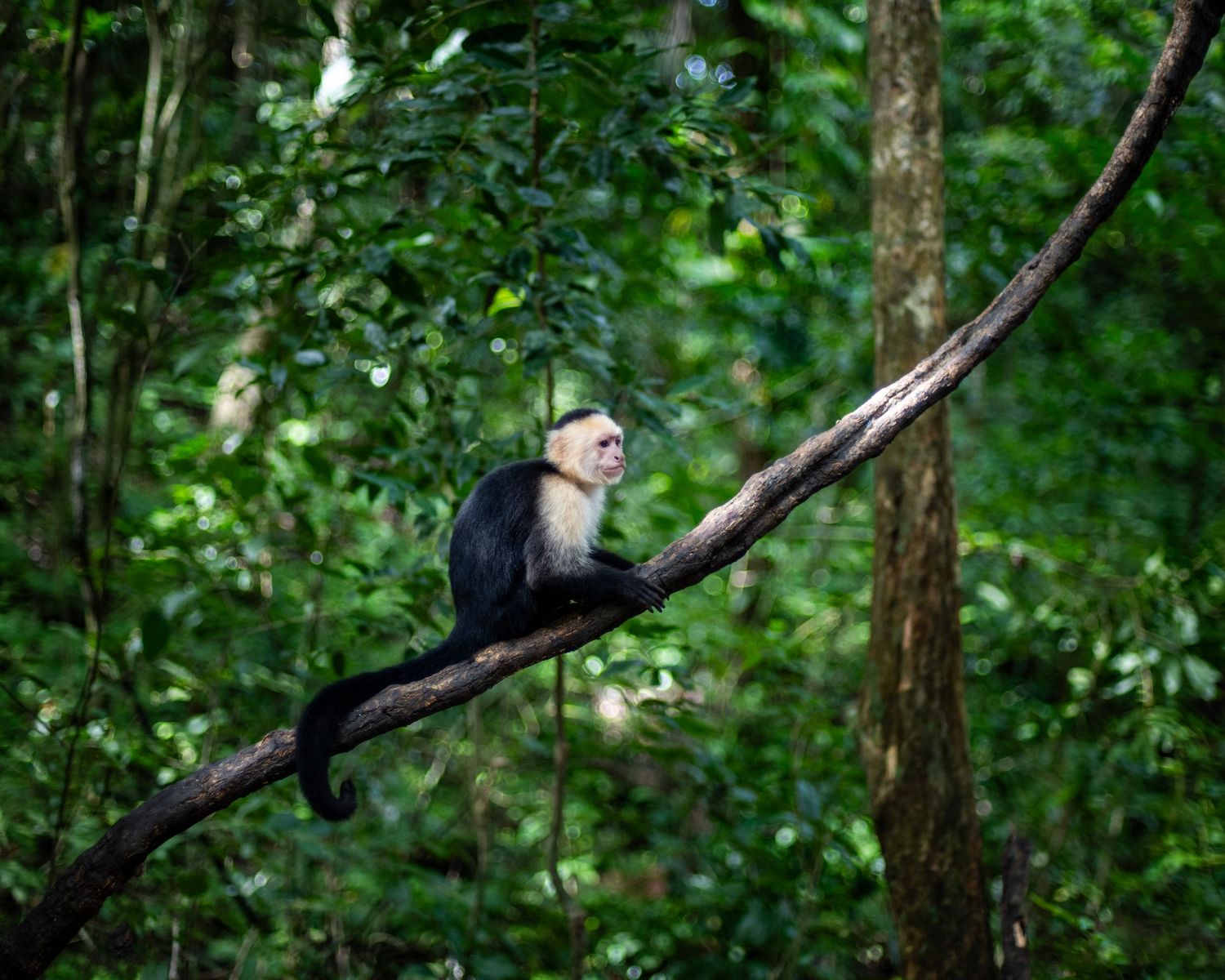 A white-faced capuchin monkey perched on a vine in a lush tropical rainforest.