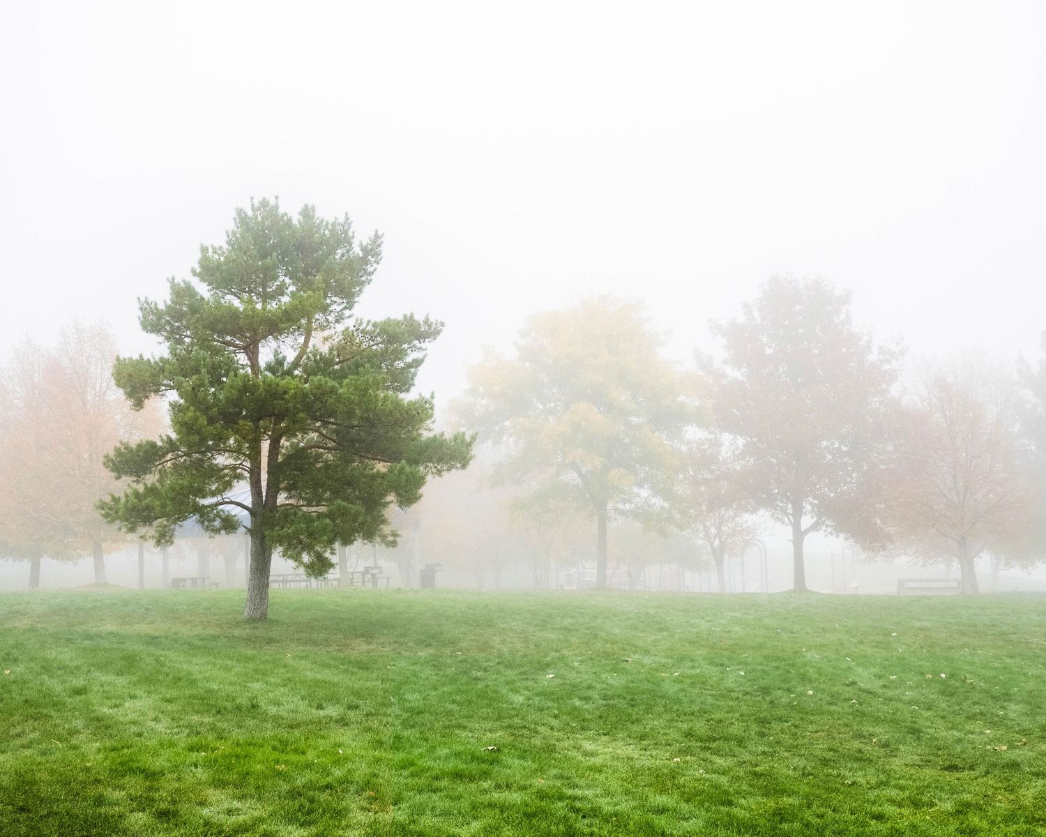 Misty foggy park landscape with green grass and trees fading into white fog on an overcast day.