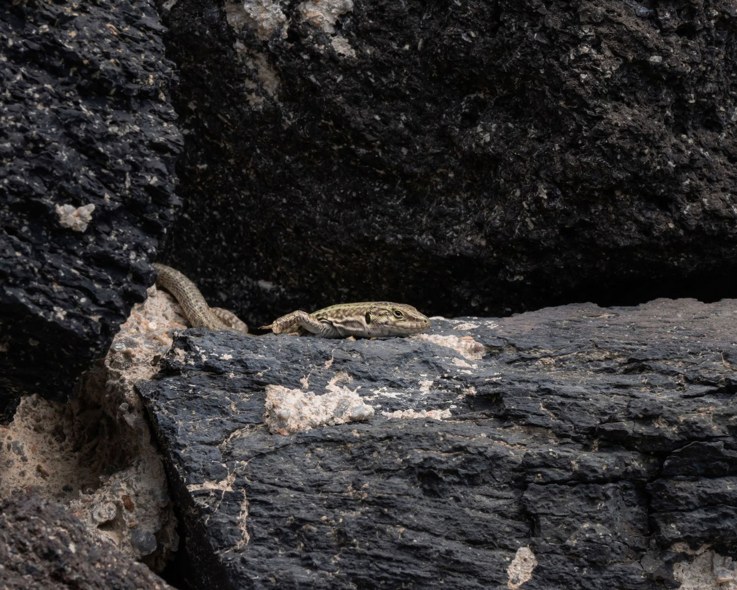 A small lizard basking on dark volcanic rocks in natural sunlight.