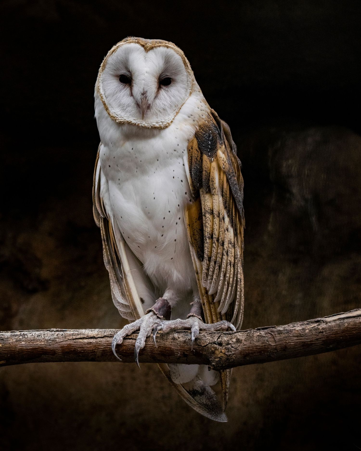 A barn owl with white heart-shaped face and golden-brown wings perches on a wooden branch against a dark background.