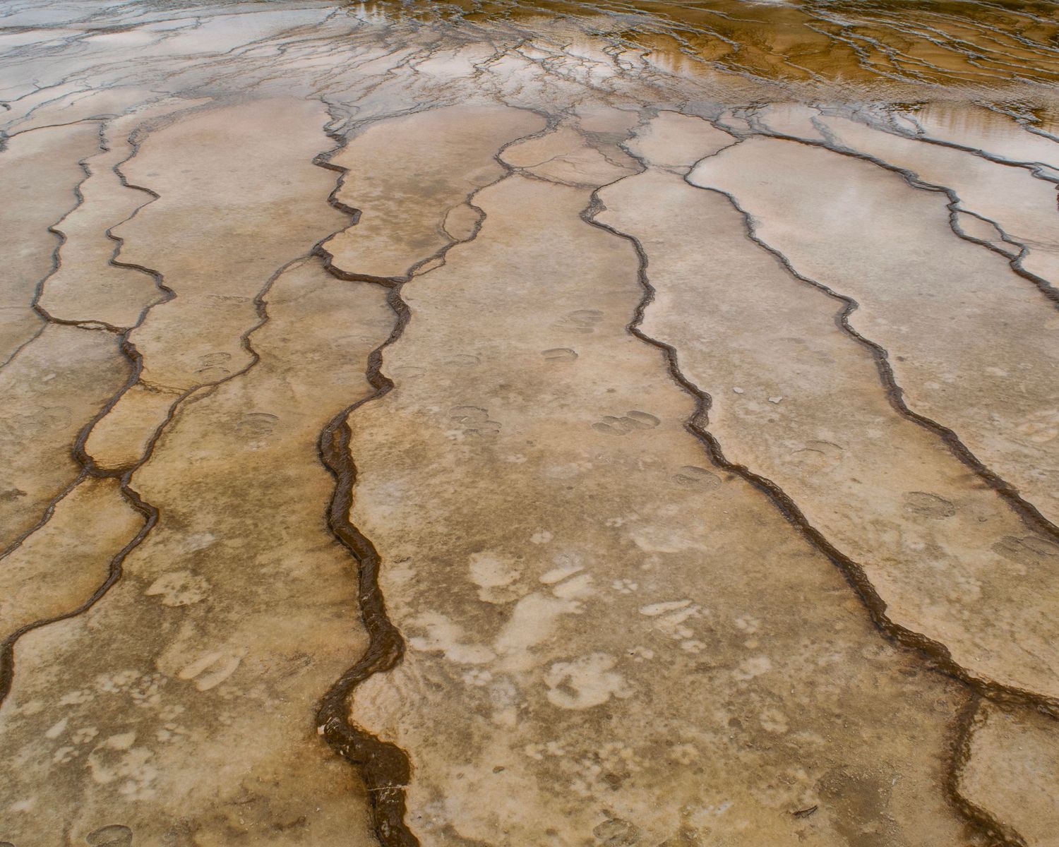 Cracked mineral deposits with wavy patterns in shades of tan and brown at a geothermal hot spring.