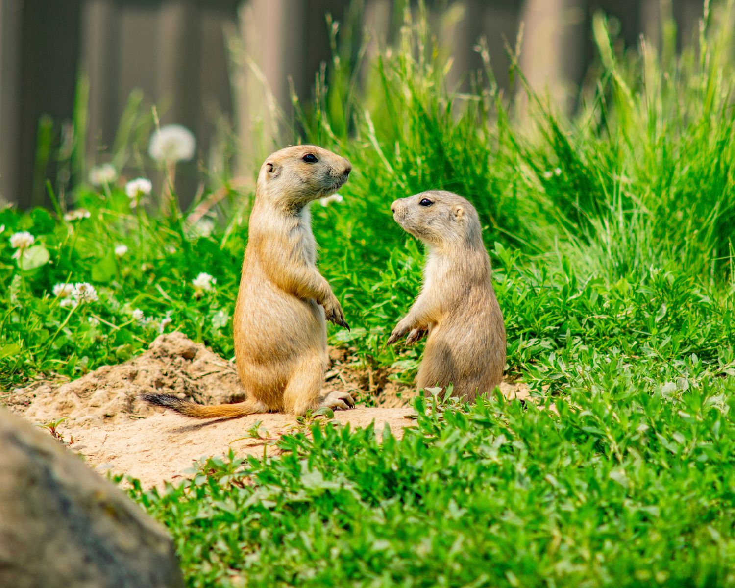 Two prairie dogs standing upright near their burrow surrounded by lush green grass and wildflowers.