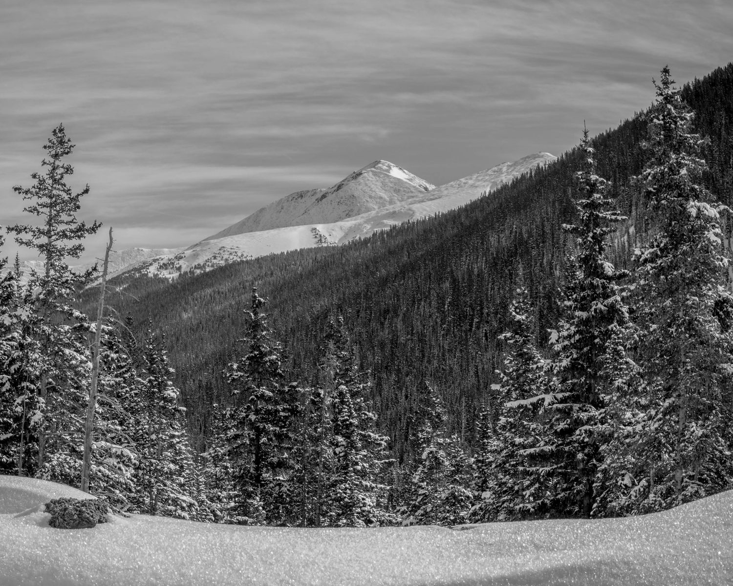 Black and white winter landscape with snow-covered evergreen trees and a majestic mountain peak under a cloudy sky.