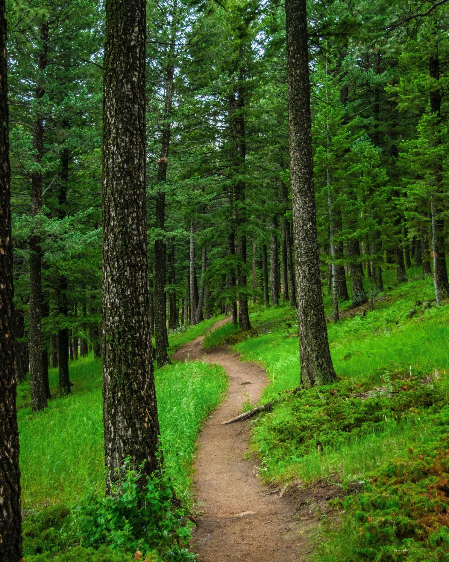 A narrow dirt trail winds through a lush green pine forest with tall trees and vibrant undergrowth.