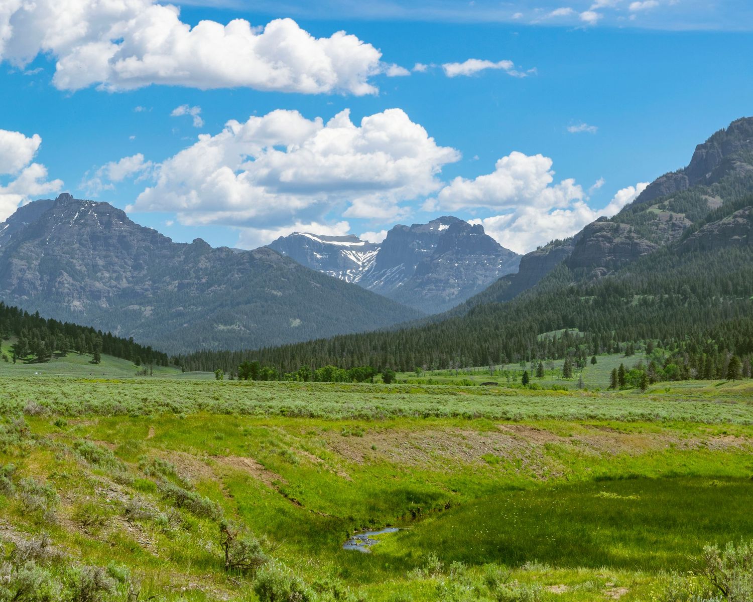Lush green meadow with a winding stream surrounded by dense pine forests and snow-capped mountains under a blue sky.