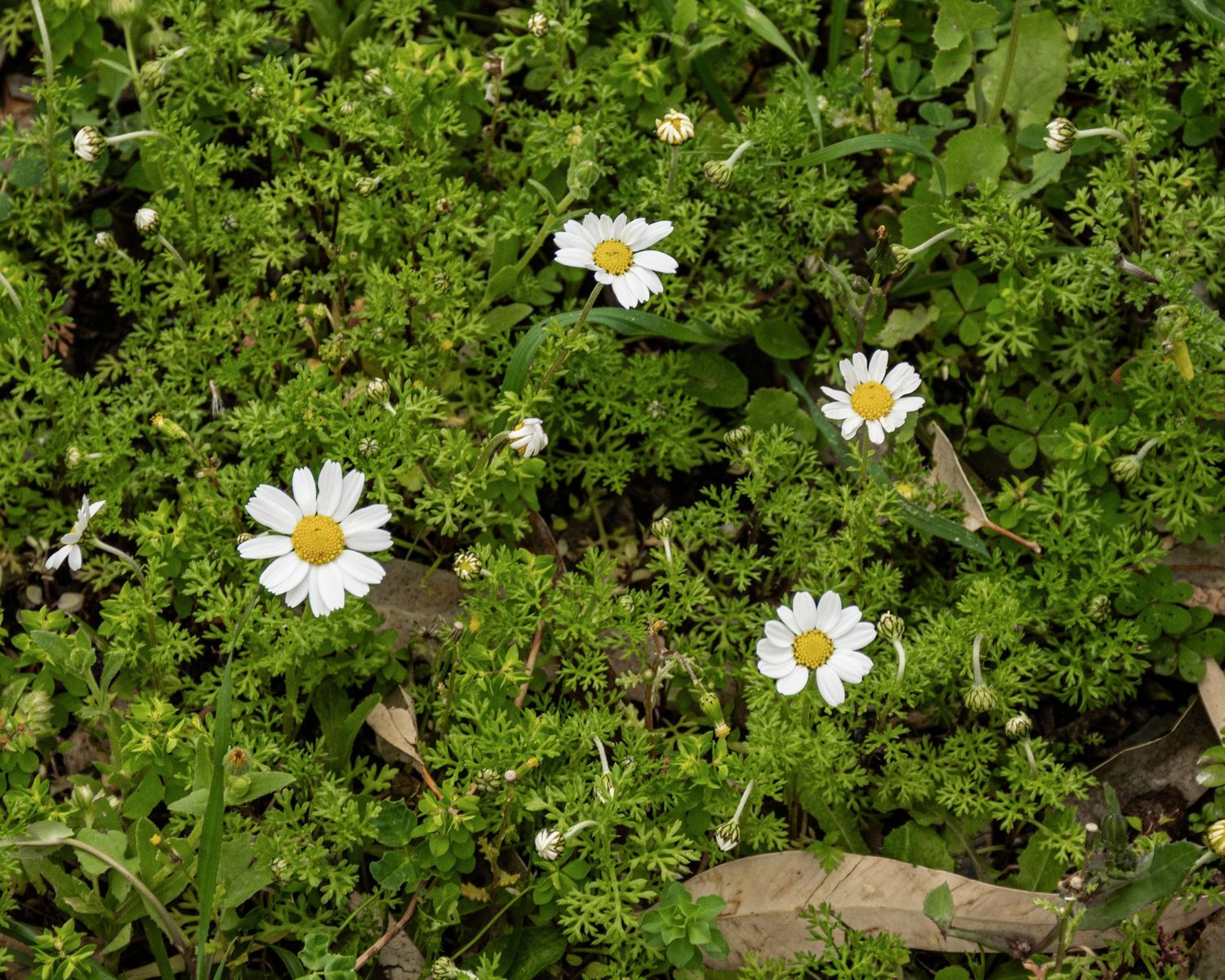 White daisy flowers with yellow centers blooming among lush green foliage and plants outdoors.