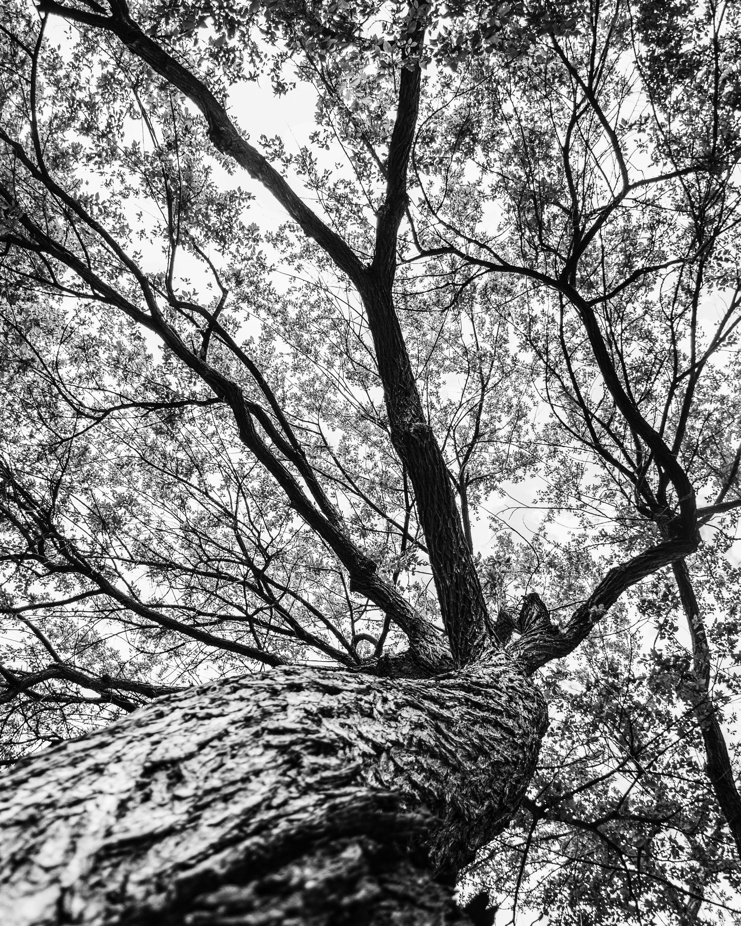 Black and white low-angle view looking up a tall tree trunk into a canopy of spreading branches and leaves.