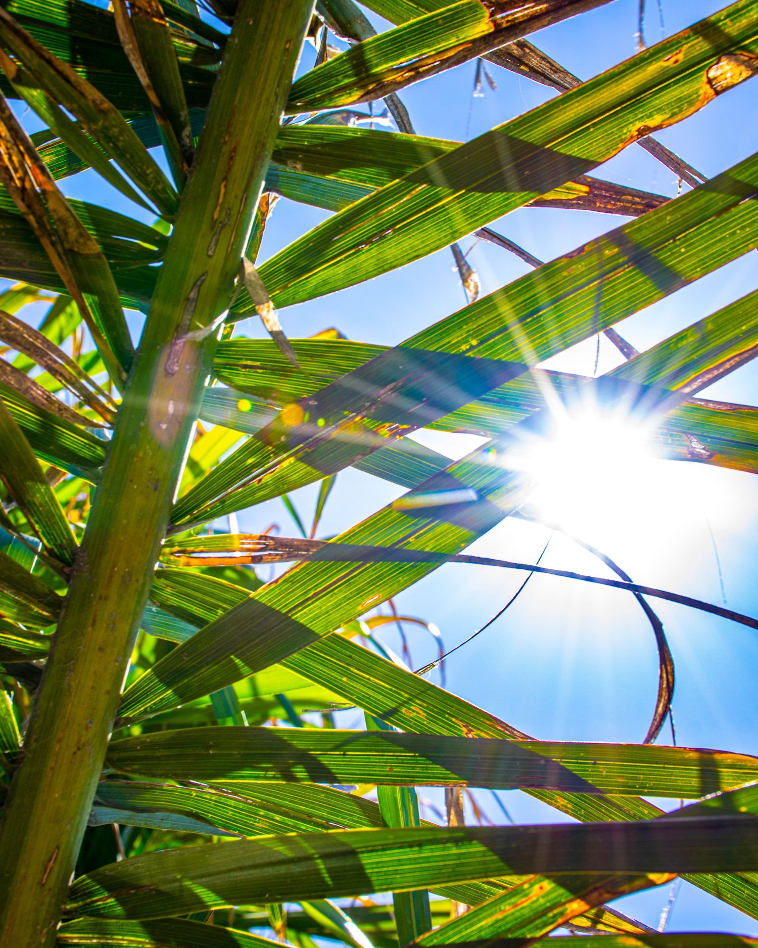 Sunlight bursting through green sugarcane leaves against a bright blue sky, viewed from below.
