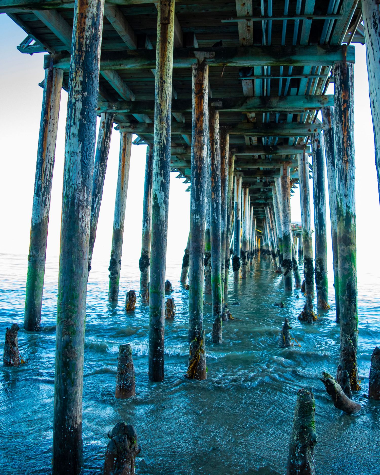 Under a weathered ocean pier with algae-covered wooden pillars standing in blue-green shallow water at low tide.