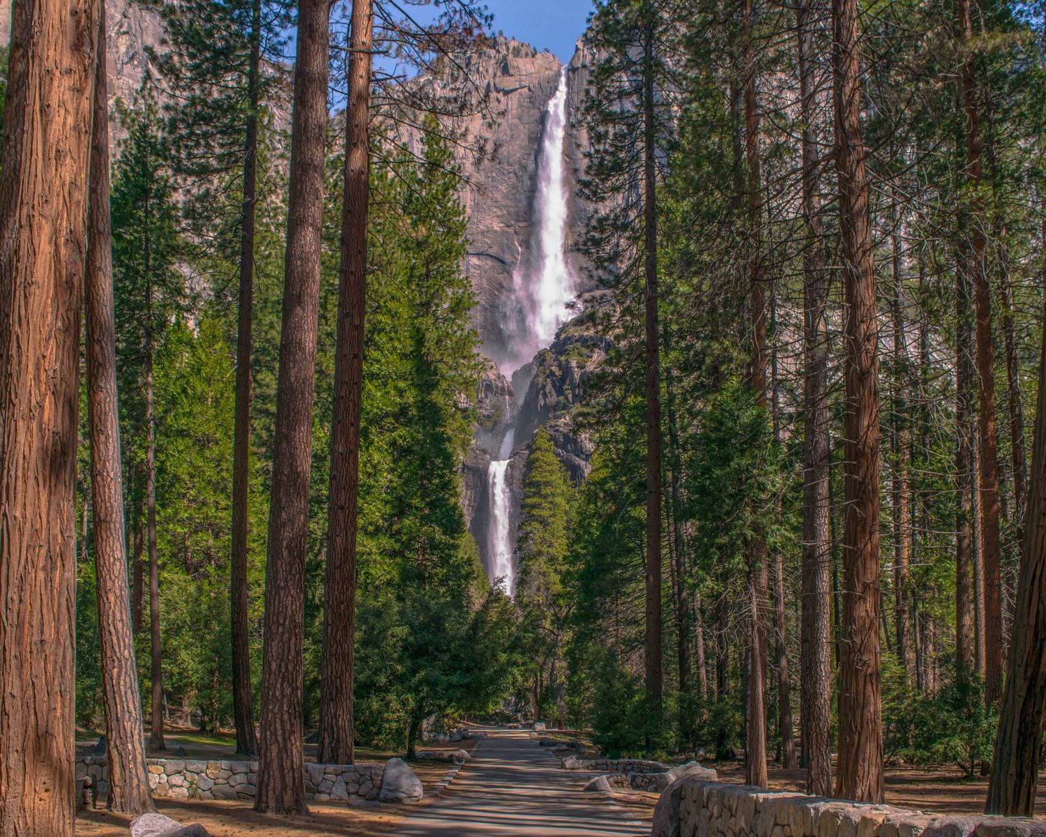 Yosemite Falls cascading down granite cliffs, framed by tall pine trees along a forest path in Yosemite National Park.